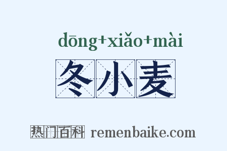 冬小麦是什么意思的图片